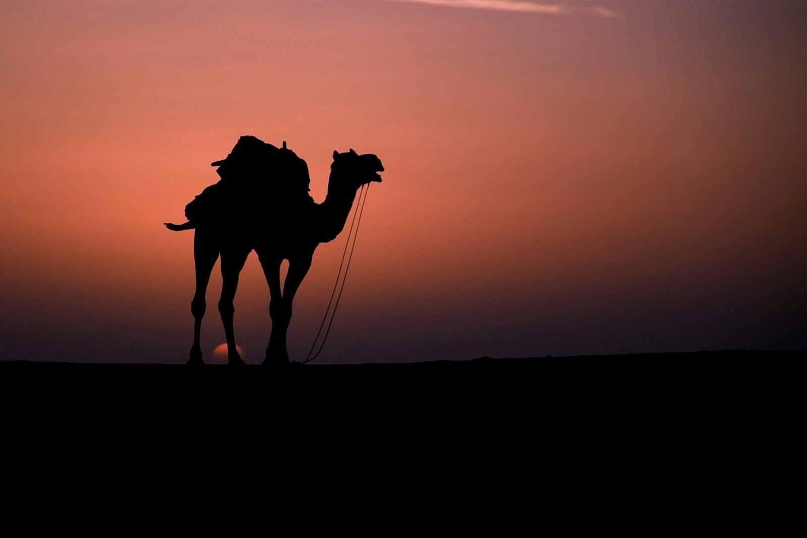 pexels-spsahil-4625460-scaled-1.jpg